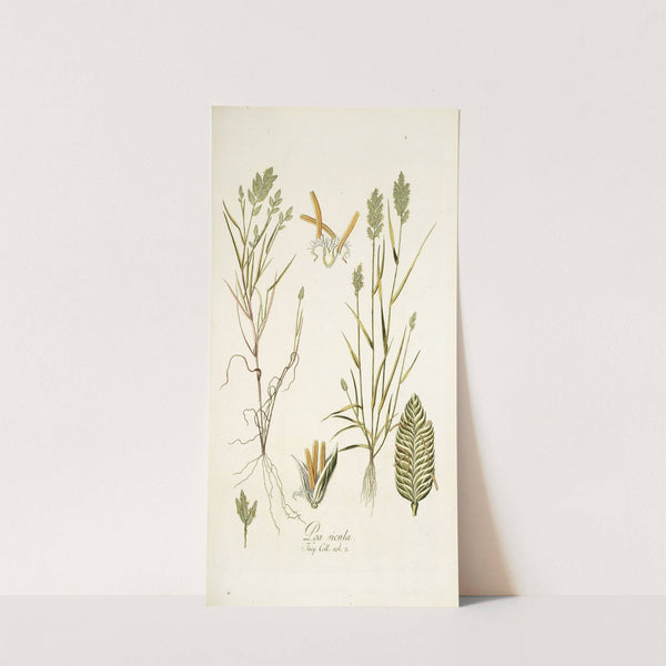 Poa sicula by Nikolaus Joseph Freiherr von Jacquin