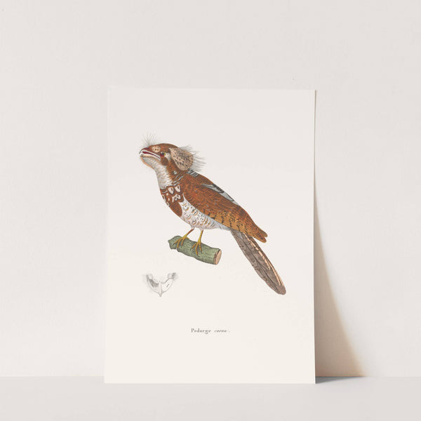 Podarge Cornu by Coenraad Jacob Temminck