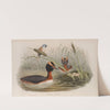 Podiceps auritus. Horned Grebe. (1862-1873) by John Gould