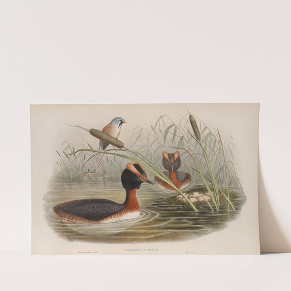 Podiceps auritus. Horned Grebe. (1862-1873) by John Gould