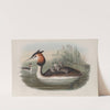 Podiceps cristatus. Great Crested Grebe. (1862-1873) by John Gould