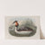 Podiceps cristatus. Great Crested Grebe. (1862-1873) by John Gould