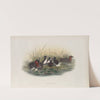 Podiceps minor. Little Grebe, or Dabchik. (1862-1873) by John Gould