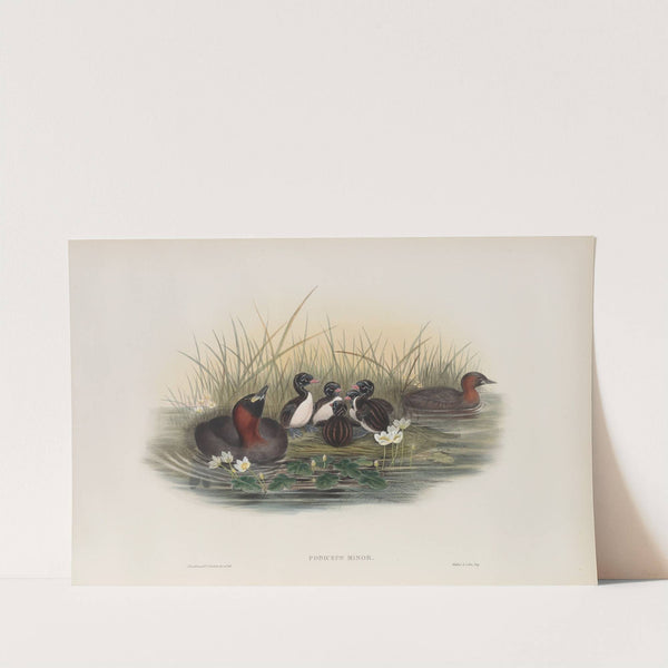Podiceps minor. Little Grebe, or Dabchik. (1862-1873) by John Gould