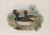 Podiceps nigricollis. Eared Grebe. (1862-1873)