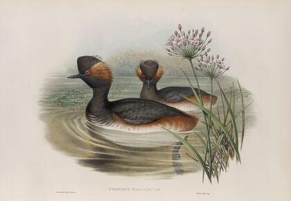 Podiceps nigricollis. Eared Grebe. (1862-1873)
