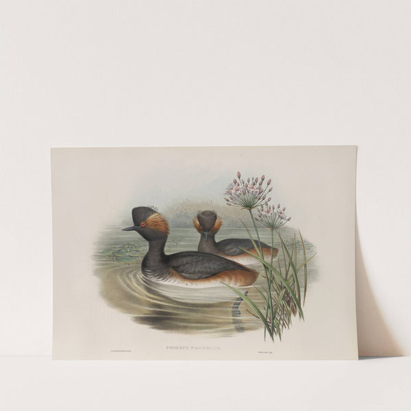Podiceps nigricollis. Eared Grebe. (1862-1873) by John Gould