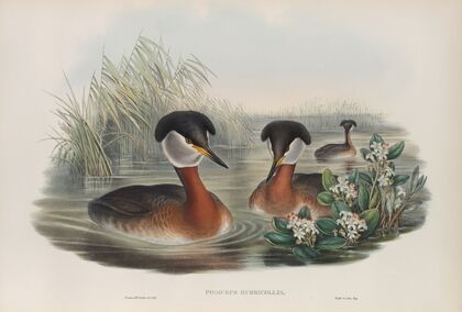 Podiceps rubricollis. Red-necked Grebe. (1862-1873)