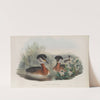 Podiceps rubricollis. Red-necked Grebe. (1862-1873) by John Gould