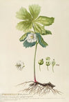 Podophyllum