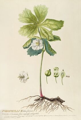 Podophyllum