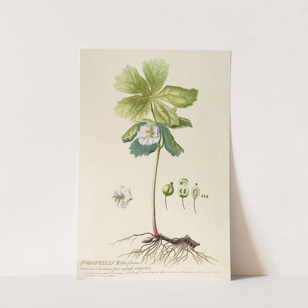 Podophyllum by Georg Dionysius Ehret