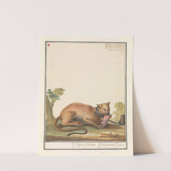 Poema (Puma concolor) Tigris fulvus. Gougouar de pensilvanie (1596-1610) by Anselmus Boëtius de Boodt