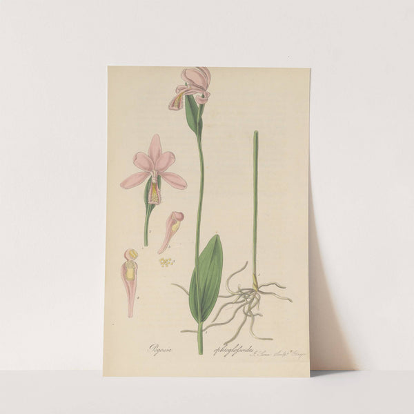 Pogonia ophioglossoides by William Jackson Hooker