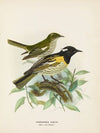 Pogonornis cincta (Male and Female)