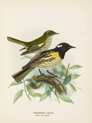 Pogonornis cincta (Male and Female)
