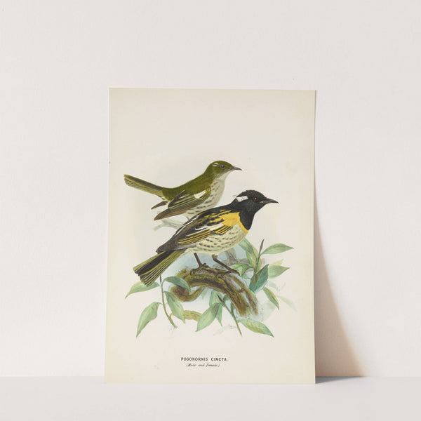 Pogonornis cincta (Male and Female) by John Gerrard Keulemans