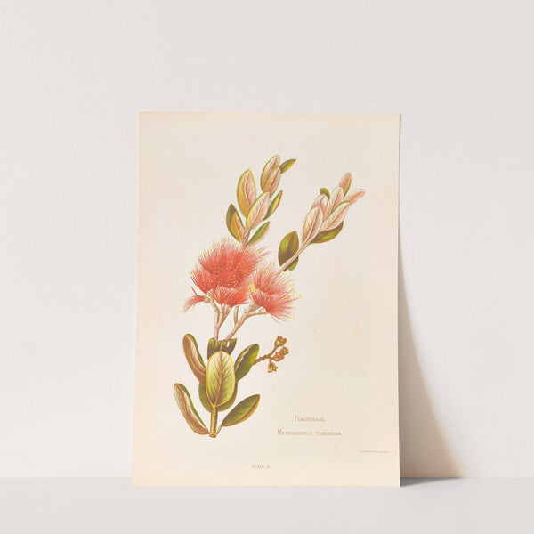 Pohotukawa, Metrosideros Tomentosa by Georgina Burne Hetley