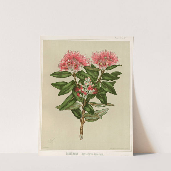 Pohutukawa, - Metrosideros tomentosa. Plate 37 by Sarah Featon