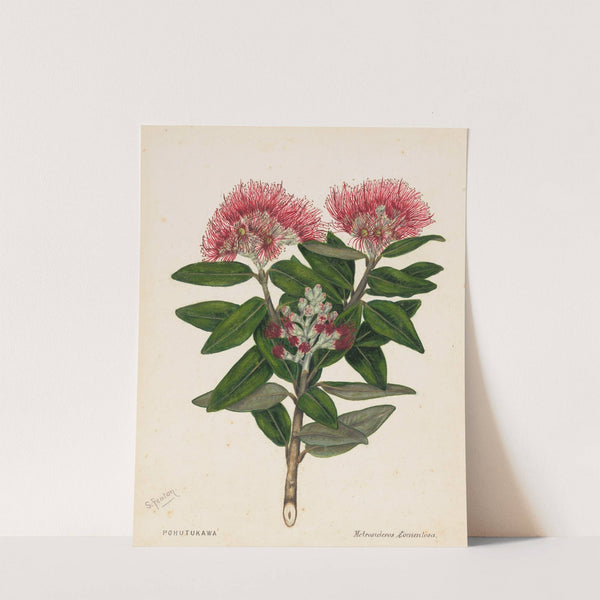 Pohutukawa - Metrosideros Tomentosa by Sarah Featon