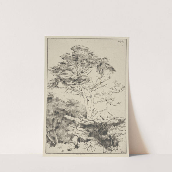 Point Lobos Cypress (1915-1925) by Ernest Haskell