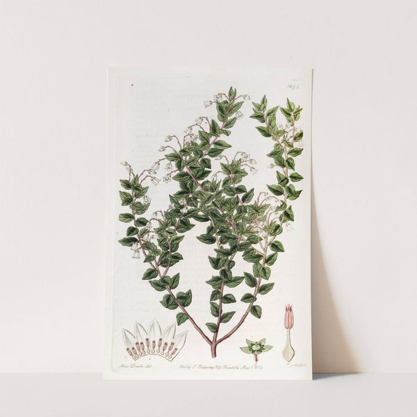 Pointed-leaved Pernettia (1815-1819) by Sydenham Edwards