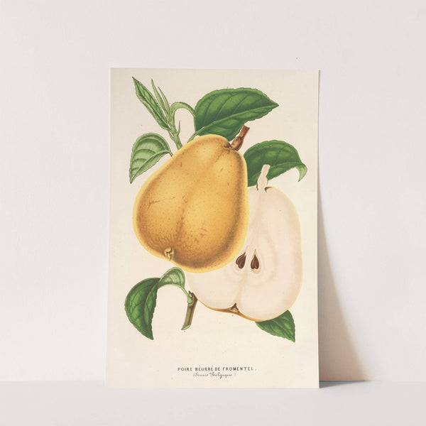 Poire beurré de Fromentel by Charles Antoine Lemaire