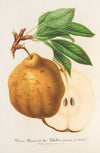 Poire Beurré de Ghélin