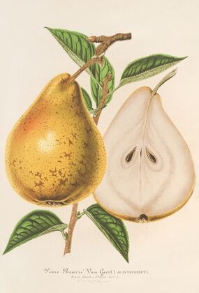 Poire Beurré Jean Van Geert