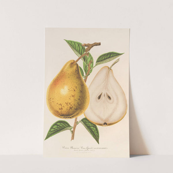 Poire Beurré Jean Van Geert by Charles Antoine Lemaire