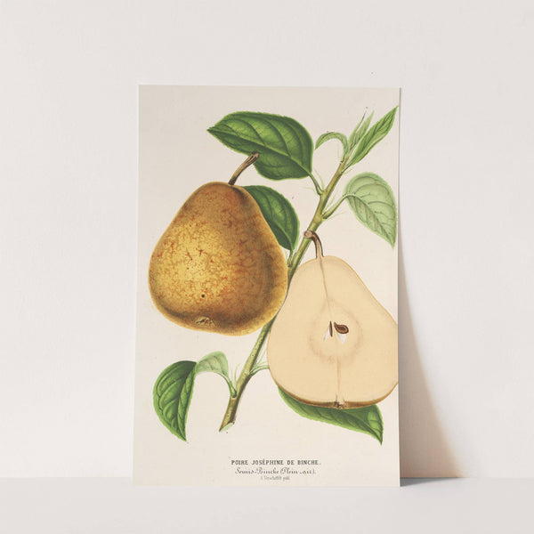 Poire Joséphine de Binche by Charles Antoine Lemaire