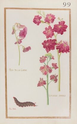 Pois de la Chine ; giroflée double (1624)