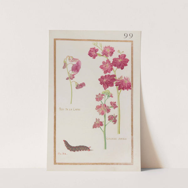 Pois de la Chine ; giroflée double (1624) by Daniel Rabel