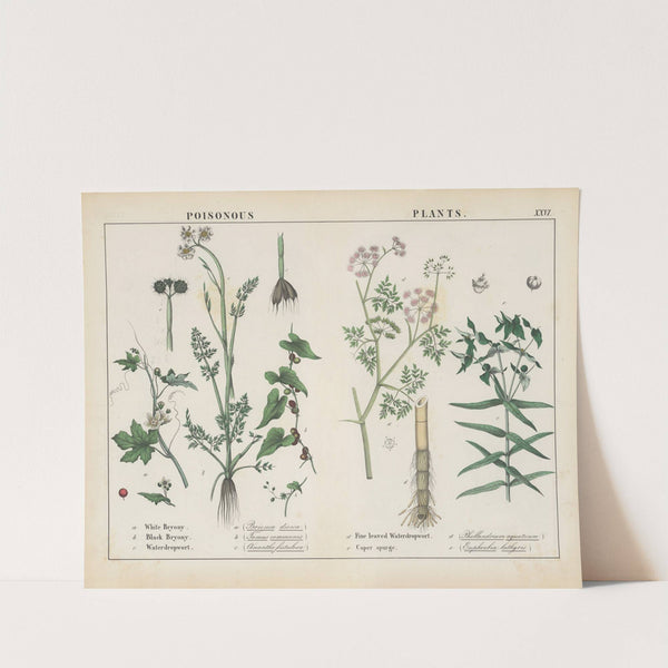 Poisonous Plants (Bryony, Waterdropwort, Caper Spurge) by Charlotte Mary Yonge