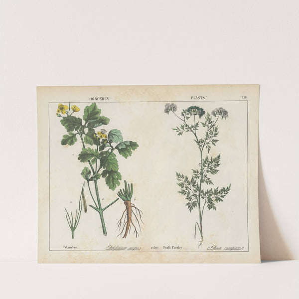 Poisonous Plants (Celandine, Fool's Parsley) by Charlotte Mary Yonge
