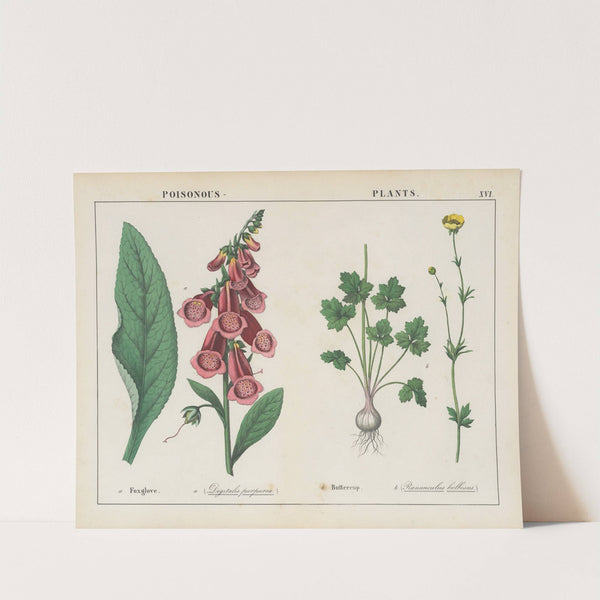 Poisonous Plants (Foxglove, Buttercup) by Charlotte Mary Yonge