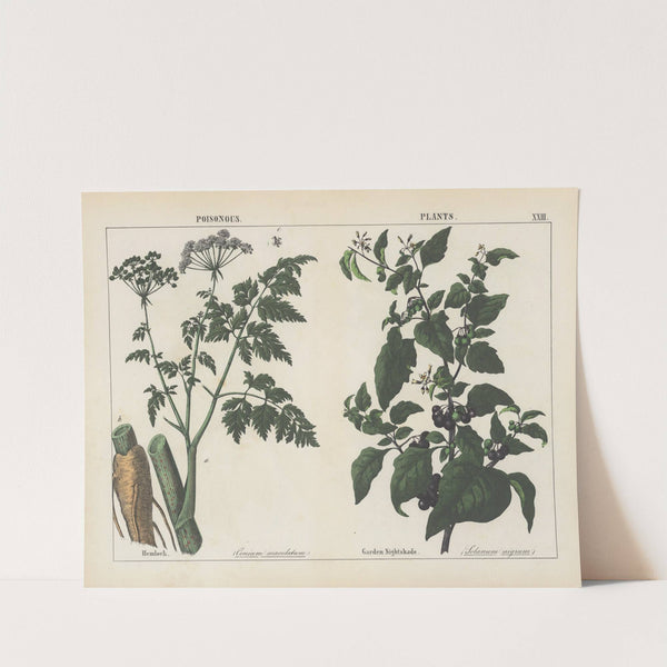 Poisonous Plants (Hemlock, Garden Nightshade) by Charlotte Mary Yonge