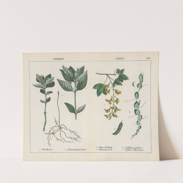 Poisonous Plants (Herb Mercury, Yellow Vetchling) by Charlotte Mary Yonge