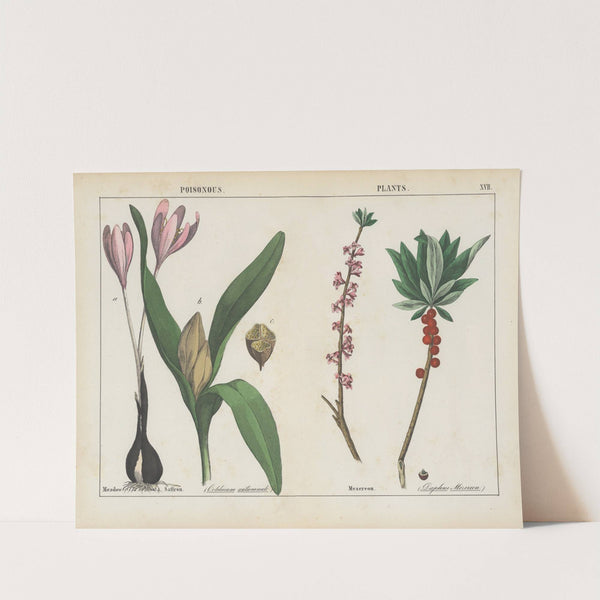 Poisonous Plants (Meadow Saffron, Mezereon) by Charlotte Mary Yonge