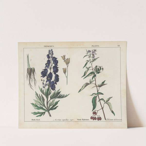 Poisonous Plants (Monk's-Hood, Woody Nightshade) by Charlotte Mary Yonge