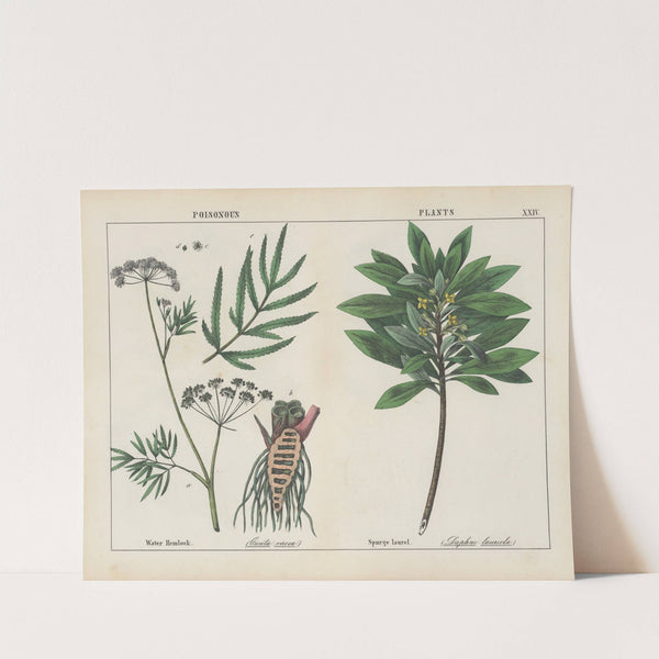 Poisonous Plants (Water Hemlock, Spurge Laurel) by Charlotte Mary Yonge