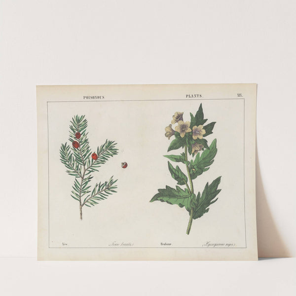 Poisonous Plants (Yew, Henbane) by Charlotte Mary Yonge