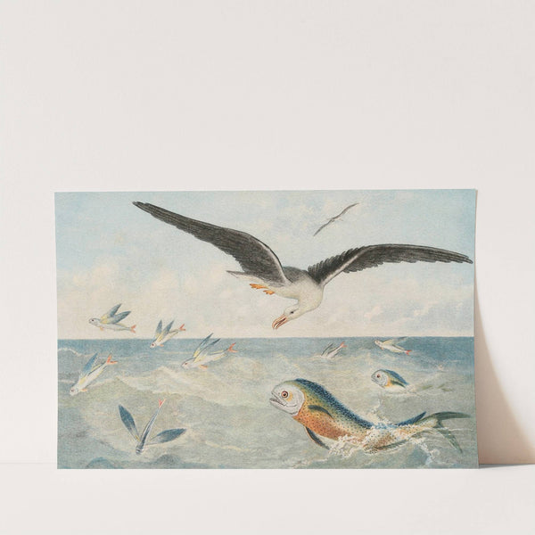 Poisson volants, Dorades, Albatros (1866) by Alfred Frédol