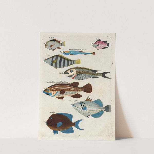 Poissons, ecrevisses et crabes, de diverses couleurs et figures extraordinaires.. Pl.001 by Louis Renard