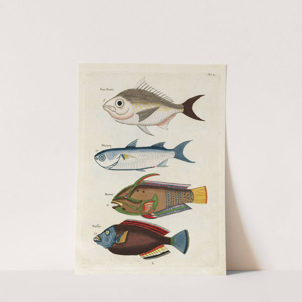 Poissons, ecrevisses et crabes, de diverses couleurs et figures extraordinaires.. Pl.002 by Louis Renard