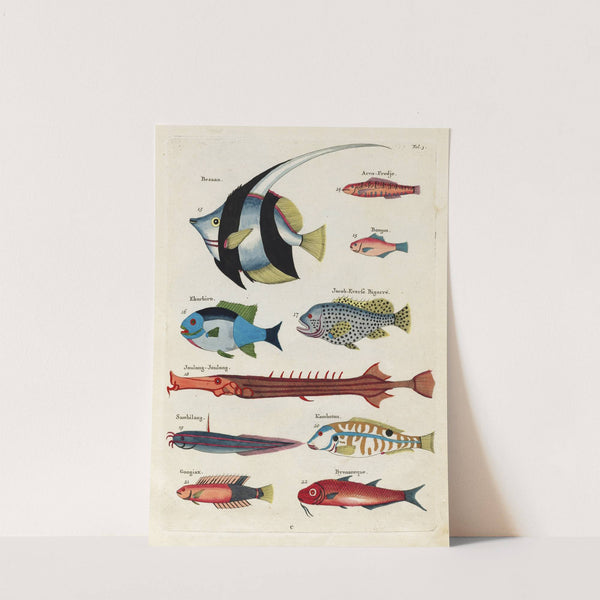 Poissons, ecrevisses et crabes, de diverses couleurs et figures extraordinaires.. Pl.003 by Louis Renard