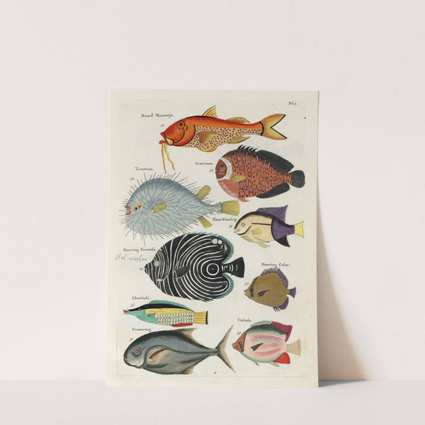 Poissons, ecrevisses et crabes, de diverses couleurs et figures extraordinaires.. Pl.005 by Louis Renard