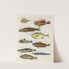 Poissons, ecrevisses et crabes, de diverses couleurs et figures extraordinaires.. Pl.006 by Louis Renard