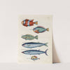Poissons, ecrevisses et crabes, de diverses couleurs et figures extraordinaires.. Pl.007 by Louis Renard