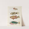 Poissons, ecrevisses et crabes, de diverses couleurs et figures extraordinaires.. Pl.011 by Louis Renard